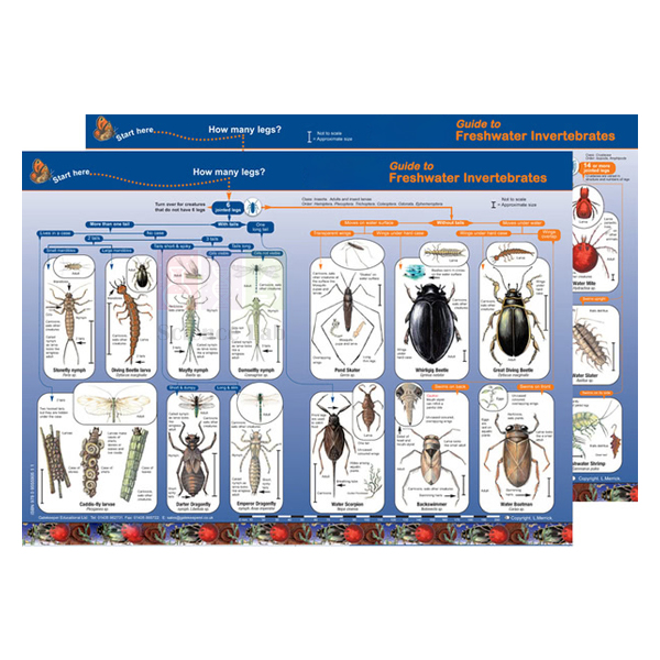 Key to Identifying Water Invertebrates